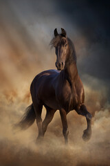 Fototapeta na wymiar Frisian horse at sunset light