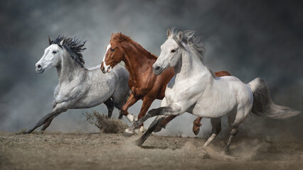 Fototapeta na wymiar Horse herd run free
