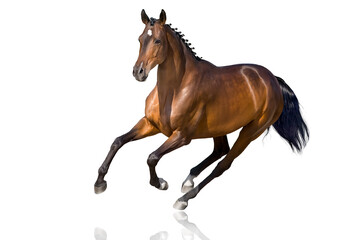 horse isolated on white - 566406482