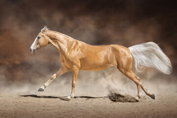Horse cremello  run free in desert