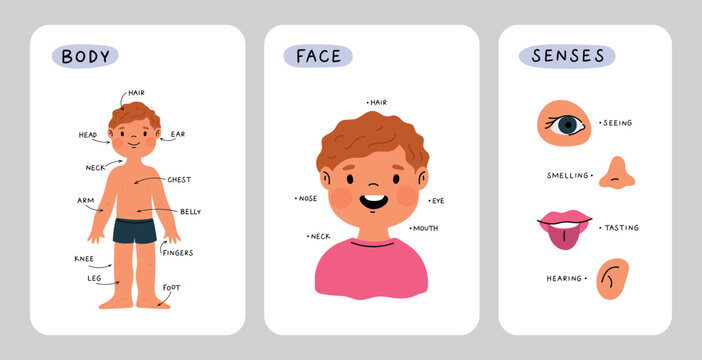 Educational cards about children body anatomy. Kid face part and senses. Child anatomy, body parts: leg, head, arm, belly, neck, fingers, eye, ear, nose. Cartoon print for preschool educational lesson