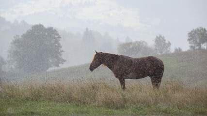 Brown horse grazing in the rain