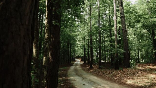 Path Through a Forest