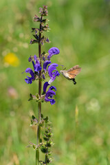 Hummingbird Hawk-moth Macroglossum stellatarum feeding on purple flowers of meadow sage