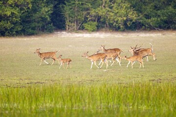 Naklejka na ściany i meble Axis, Axis indický, Spotted deer or Chital or axis axis at forest Sri Lanka,
