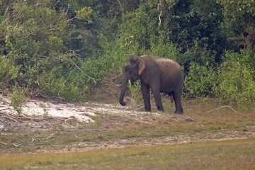 Obraz premium Adult Sri lankan elephant on the road. Sri Lankan elephant (Elephas maximus maximus). Yala National Park. Sri Lanka