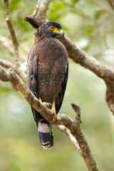 The crested serpent eagle,  (Spilornis cheela), Orlík Chocholatý , perched on tree branches, detailed closeup, Sri Lanka
