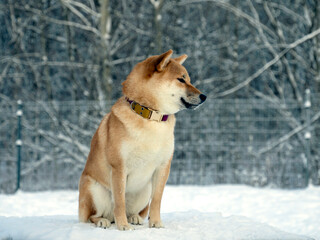 Japanese red coat dog is in winter forest. Portrait of beautiful Shiba inu male standing in the forest on the snow and trees background. High quality photo. Walk in winter