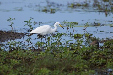 Intermediate Egret, Ardea intermedia, volavka prostřední, intermediate, median or smaller egret, or yellow-billed egret in in a rice field.