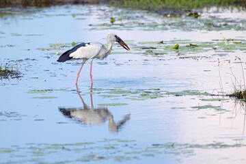 Asian Openbill Stork (Anastomus oscitans), walking in shallow water hunting for food, Zejozob Asijský
