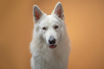 portrait of a white swiss shepherd dog on an orange background.