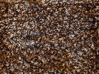 Frost crystals on a brown color surface. Winter cold season concept. Freezing weather. Selective focus. Nature background.