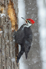  male pileated woodpecker (Dryocopus pileatus) in winter storm
