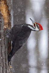  male pileated woodpecker (Dryocopus pileatus) in winter storm