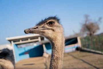 Foto op Plexiglas the head of an adult ostrich in close-up on a farm © de Art