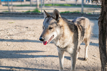 an adult wolf in the forest in summer