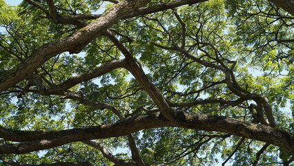 branches against sky