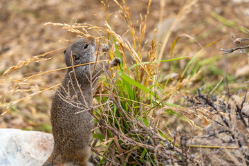 Naklejka na ściany i meble Uinta Ground Squirrel eating grass, Yellowstone National Park.