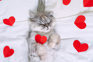 Cute grey persian cat lying on the white bed with red hearts. Cat love