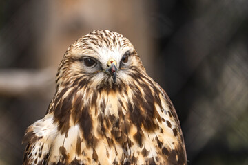 Portrait of Rough Legged Hawk, Grizzly  Wolf Discovery Centre, Yellowstone National Park.