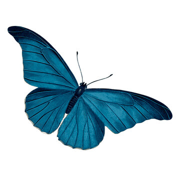 Blue butterfly png color drawing, transparent background.