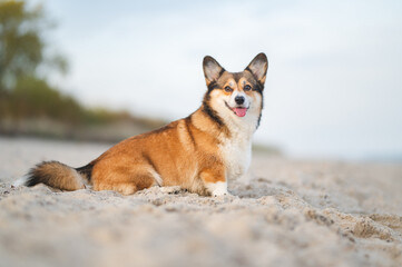 Welsh corgi Pembroke dogs running at the seaside