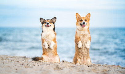 Corgi Pembroke dogs doing a funny trick at the seaside