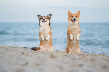 Corgi Pembroke dogs doing a funny trick at the seaside
