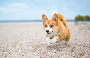 Two welsh corgi dogs happy at the sea