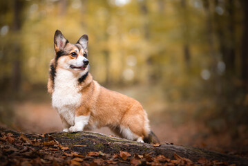 Naklejka na ściany i meble Beautiful welsh corgi Pembroke dog in autumn scenario