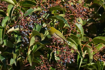 white eye in a forest