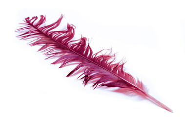 red bird magpies feather, on white background