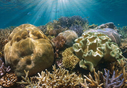 Healthy coral reef with sunlight underwater in the ocean, south Pacific, New Caledonia, Oceania