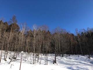 冬雪木季節背景