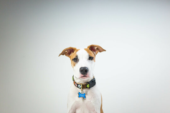 Portrait of a very good, little Lab-Pitbull mix puppy.