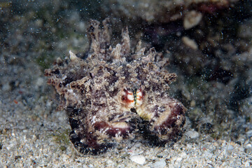 A Flamboyant cuttlefish, Metasepia pfefferi, hunts for prey on a seafloor  in Indonesia. The muscle tissue of this critter is highly toxic making it one of the few cephalopods found to be poisonous.