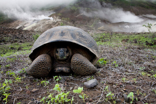 A young giant tortoise sits on the floor of Alcedo Volcano in the Galapagos as steam vents bellow in the background.