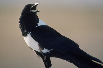 Pied Crow. Etosha National Park, Namibia. Africa.