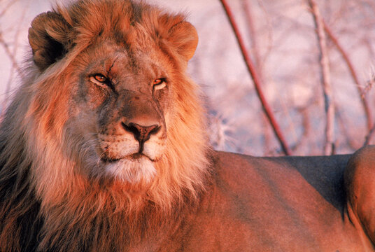 A lion relaxes in the Etosha National Park, Namibia.