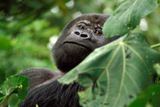 Mountain Gorilla in Virunga National Park.