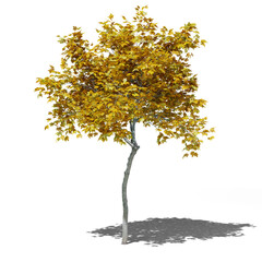 Mapple autumn tree 3d render with shadow