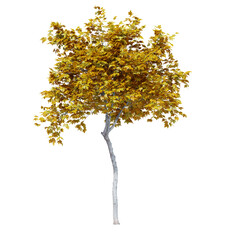 Fototapeta premium Mapple autumn tree 3d render with shadow