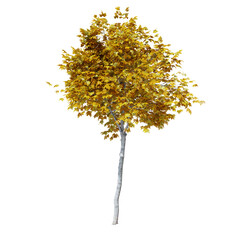 Fototapeta premium Mapple autumn tree 3d render with shadow