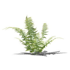 Fern 3d render with shadow