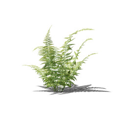 Fern 3d render with shadow