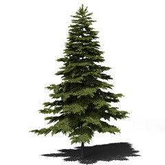 Pine spring tree 3d render with shadow
