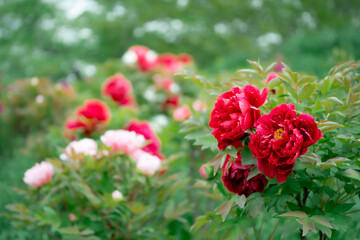 red flowers in the garden