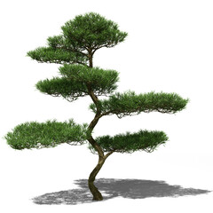 Buddhist pine conifer tree in spring or summer. Hi-res, photorealistic 3d render for architecture visualizations. Natural sun lighting and shadow.