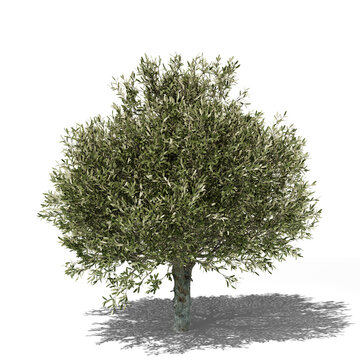 Olive spring tree 3d render with shadow