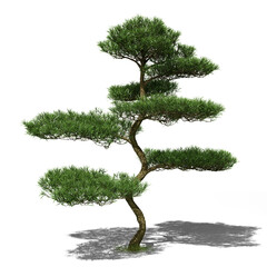 Buddhist pine conifer tree in spring or summer. Hi-res, photorealistic 3d render for architecture visualizations. Natural sun lighting and shadow.